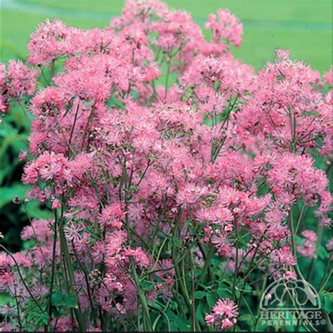 Meadow Rue ‘nimbus Pink Thalictrum Aquileolium Davenport Garden