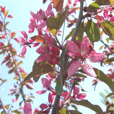 Malus Profusion Improved Buy Purple Flowering Crab Apple Trees