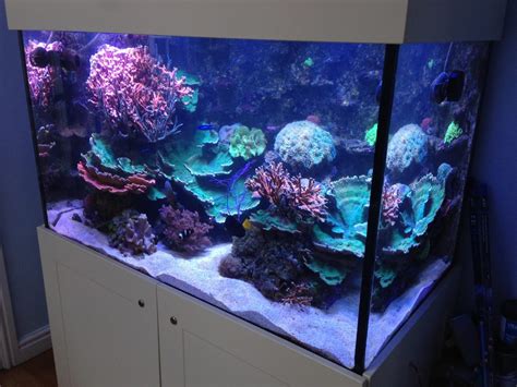 Saltwater Coral Fish Tank In Cheshire Ocean Life Aquatics