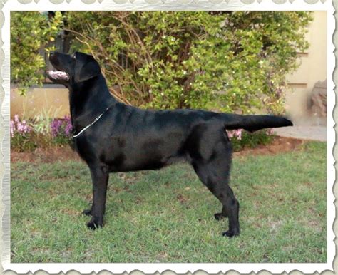 Queeni Black Labrador Female Amadeuze Labradors