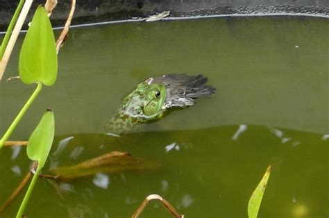 Frog Eats Bird Picture Ebaums World
