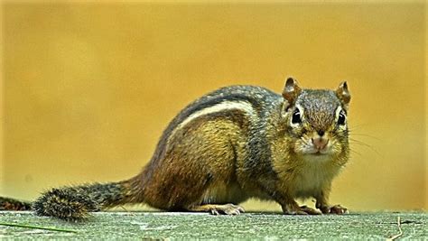 Outdoor animals — from chipmunks and squirrels to muskrats and raccoons — may try to take up residence inside a house or garage when cold weather arrives. Chipmunk Control | Lakewood OH | Chipmunk Trapping