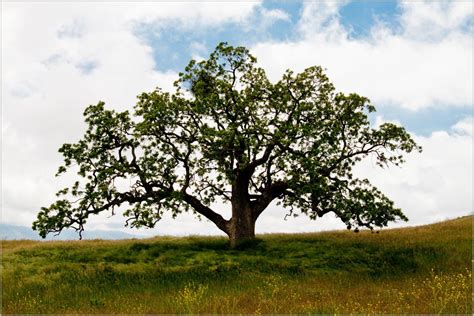 Free for commercial use no attribution required high quality images. california black oak trees - Google Search | Black oak ...