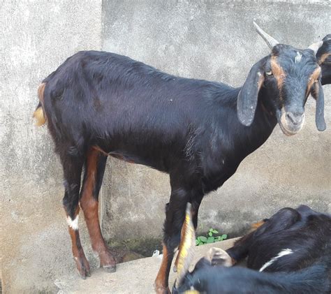 Black Bengal Female Goat At Rs 400kilogram Ganjam Aska Id