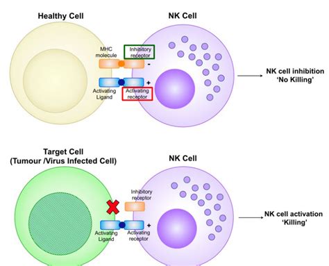 Bs Fundamentals Of Immunology Con And Exp Introduction To