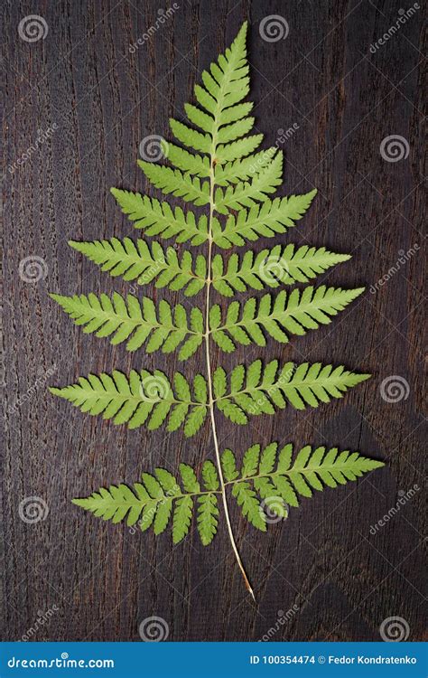 Hoja Del Helecho En La Madera Oscura Foto De Archivo Imagen De