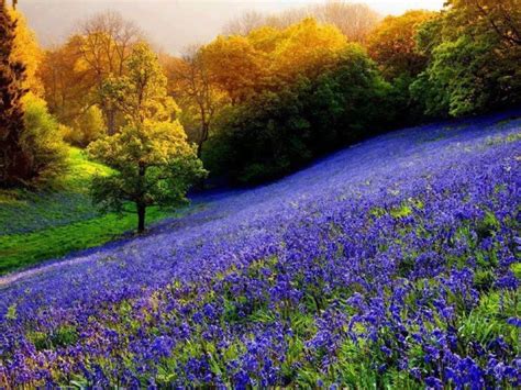 Spring Meadow Nature Bluebells Beautiful Landscapes