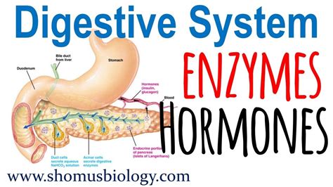 Digestive Enzymes And Hormones Youtube