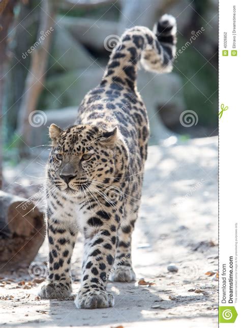 Leopardo De Amur Foto De Archivo Imagen De Barbas Piel 40326852