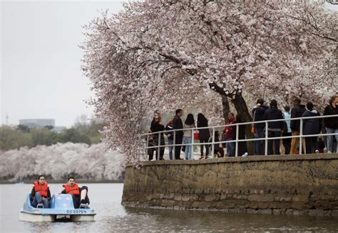 National Cherry Blossom Festivals 100th Anniversary