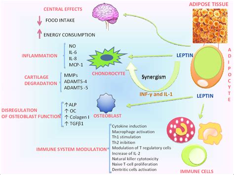 Schematic Representation Of The Effects Of Leptin In The Brain Immune
