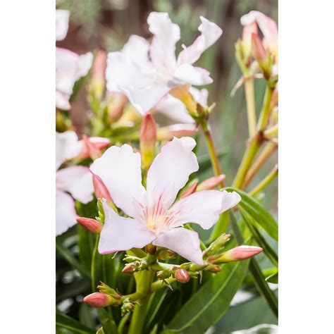 Dazu gibt es hier einen erfahrungsbericht und viele pflegetipps für den oleander. toom Oleander Stamm 'weiß', 25 cm Topf ǀ toom Baumarkt