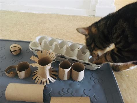 Cat Enrichment Diy 70 Indoor Cat Happiness Ideas