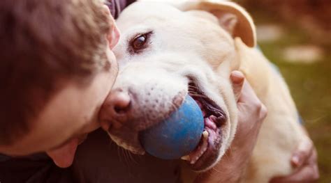 10 Tips For Raising A Happy Pet Get That Right