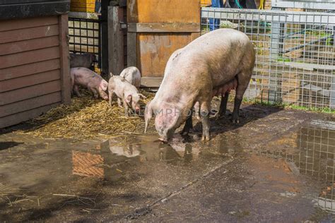 Mother Pig With Her Piglets Farm Animals Royalty Free Stock Image