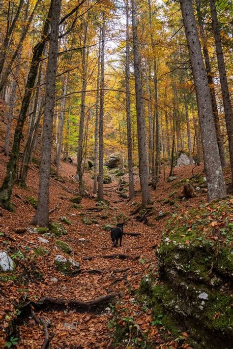 Hiking Through The Vrata Valley In Autumn Triglav National Park In