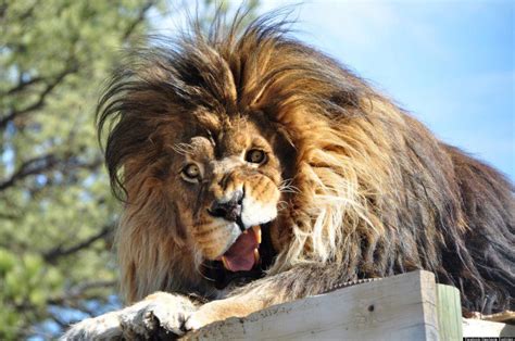 Hercules The Lion Strikes Goofy Pose For Wildlife Sanctuary Visitor