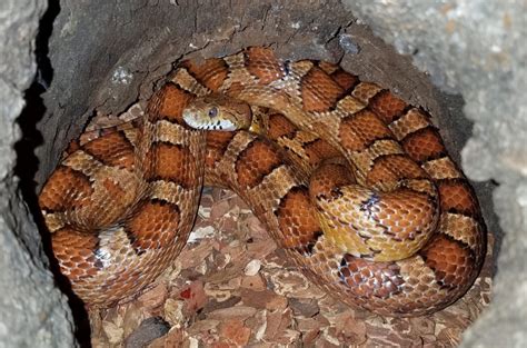 Give Snakes A Break Mecklenburg County Blog