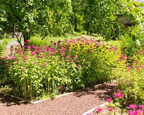 A backyard pond is the perfect setting for plants of all sizes and colors. Garden of Native Plants | Moland House