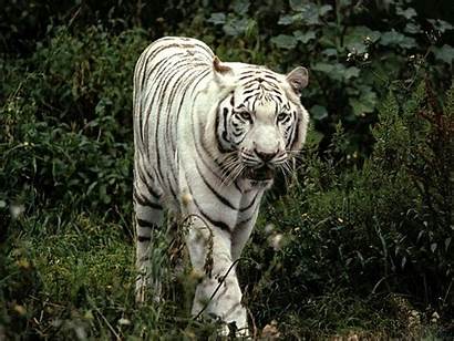 Tiger Desktop Wallpapers Backgrounds Tigers Bing Tigres