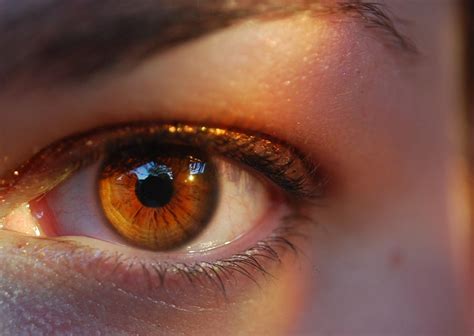 402 Best Golden Eye Images On Pholder Eyes Goldenretrievers And