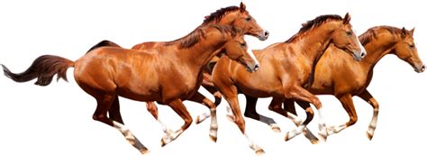 Running Horse Png Hd Isolated Png Mart