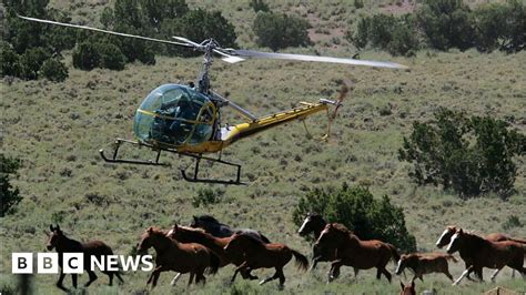 Herding Helicopters Crash In Texas Killing Two Bbc News