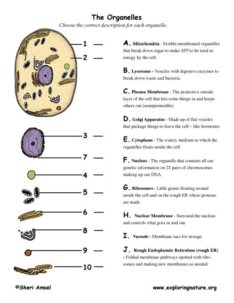 Plant Cell Structure And Function Worksheet