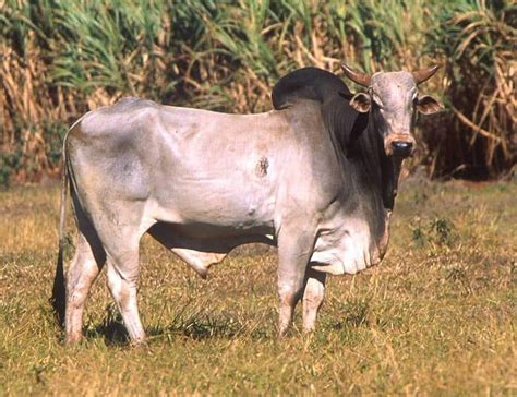 Zebu Animal Facts Bos Taurus Indicus Az Animals