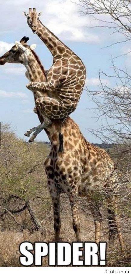 12 Funny Giraffe Memes That Will Make Your Day Cute Animal Pictures