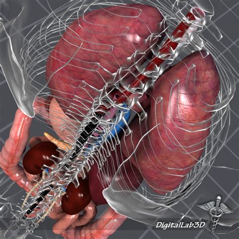 The ribcage's intercostals muscles help keep organs protected; Internal Organs 3d model - CGStudio