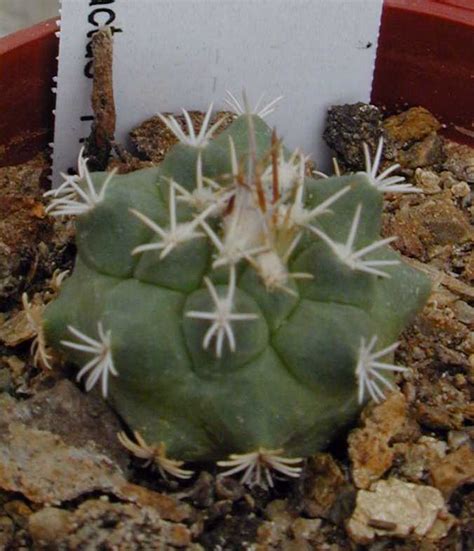 Using a punnett square, determine what is the probability of an offspring having long needles when the parental. Turbinicarpus hoferi