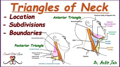 Triangles Of Neck