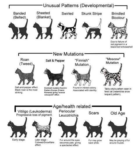 * this coat color does not exist as a self. Color and Pattern Charts of Domestic Cats - Neatorama