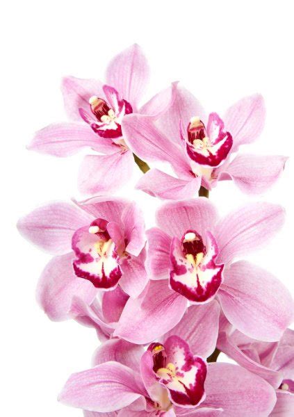 Pink Orchid Flowers Isolated Stock Photo By ©duskbabe 9941584