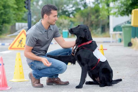 Animal Job Consider Transporter Veterinarian Trainer Zookeeper