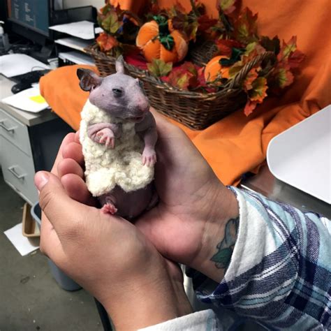 Silky The Hairless Hamster Gets A Tiny Sweater Oregon Humane Society