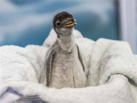Conoce A Los Pingüinos Bebés Del Acuario Inbursa ¡escoge Su Nombre