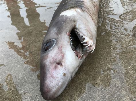 This Crocodile Shark Made Its Way To A Beach In The Uk