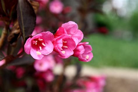 Pink Flowers On Weigela Wine And Roses Bush Picture Free Photograph