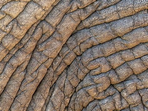 African Bush Elephant Loxodonta Africana Skin Detail Tarangire