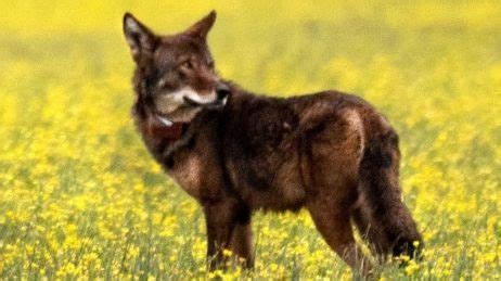Endangered red wolf topic of next ‘Science on the Sound’ at Coastal