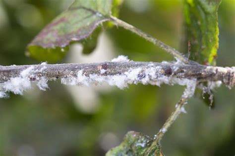 But controlling fungus gnats is safer and cheaper than you would expect. Safe Solutions To Get Rid Of Woolly Aphids - GardenTipz.com