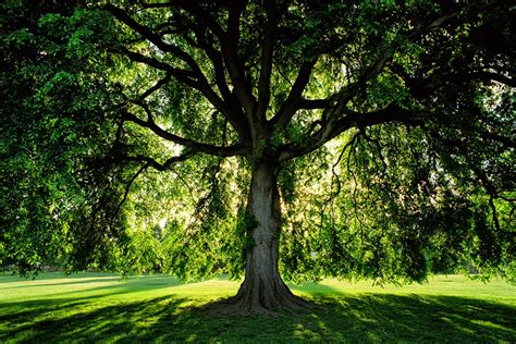 Why Learning The Names Of Trees Is Good For You Jstor Daily