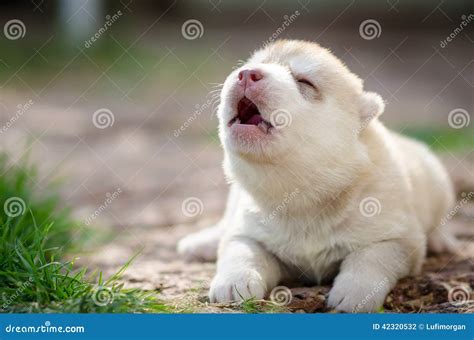 Howling Puppy Siberian Husky Stock Photo Image Of Bale Sleddog 42320532