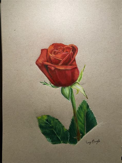 Rose Drawn With Prismacolor Rcoloredpencils