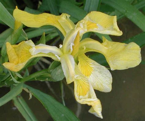 Yellow Iris Or Yellow Flag Iris Iris Pseudacorus 04 Wild Flowers