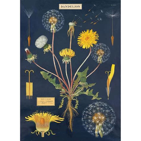 Dandelion Chart Wrapping Paper Sheet Poster Botanical Art