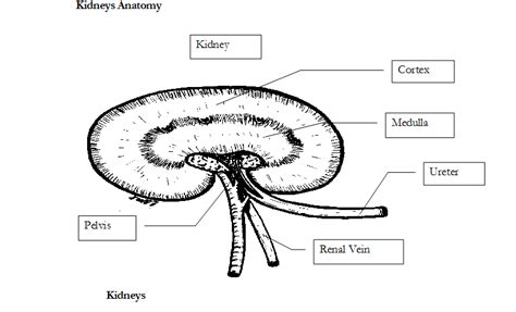 Functions Of Kidneys In Animals Dog Kidney Anatomy Safarivet