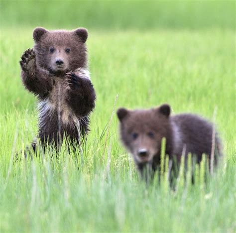 Grizzly Bear Cubs Wave Hello To The Camera In Lake Clark National Park